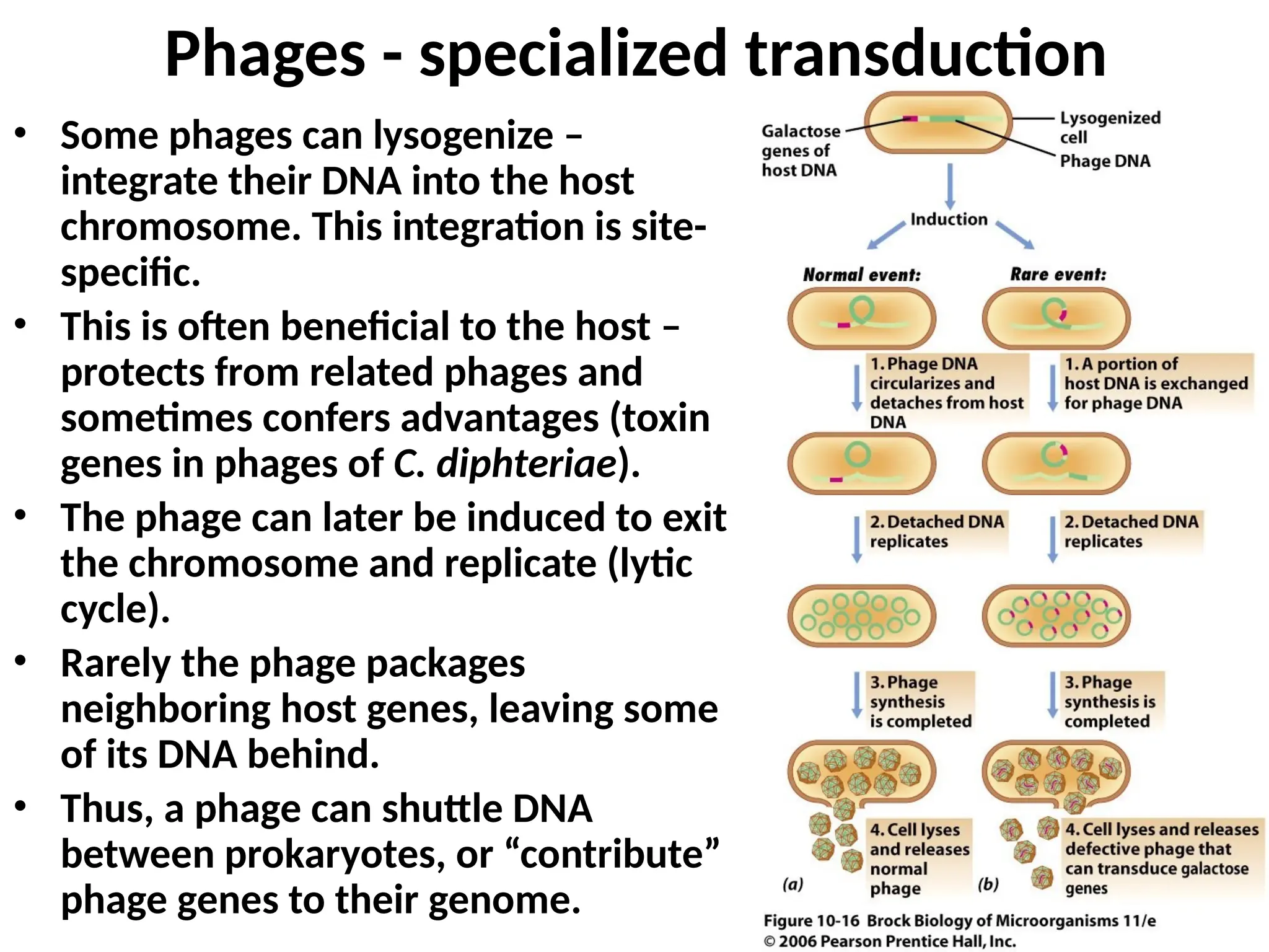 Phages - specialized transduction
• Some phages can lysogenize –
integrate their DNA into the host
chromosome. This integration is site-
specific.
• This is often beneficial to the host –
protects from related phages and
sometimes confers advantages (toxin
genes in phages of C. diphteriae).
• The phage can later be induced to exit
the chromosome and replicate (lytic
cycle).
• Rarely the phage packages
neighboring host genes, leaving some
of its DNA behind.
• Thus, a phage can shuttle DNA
between prokaryotes, or “contribute”
phage genes to their genome.
 