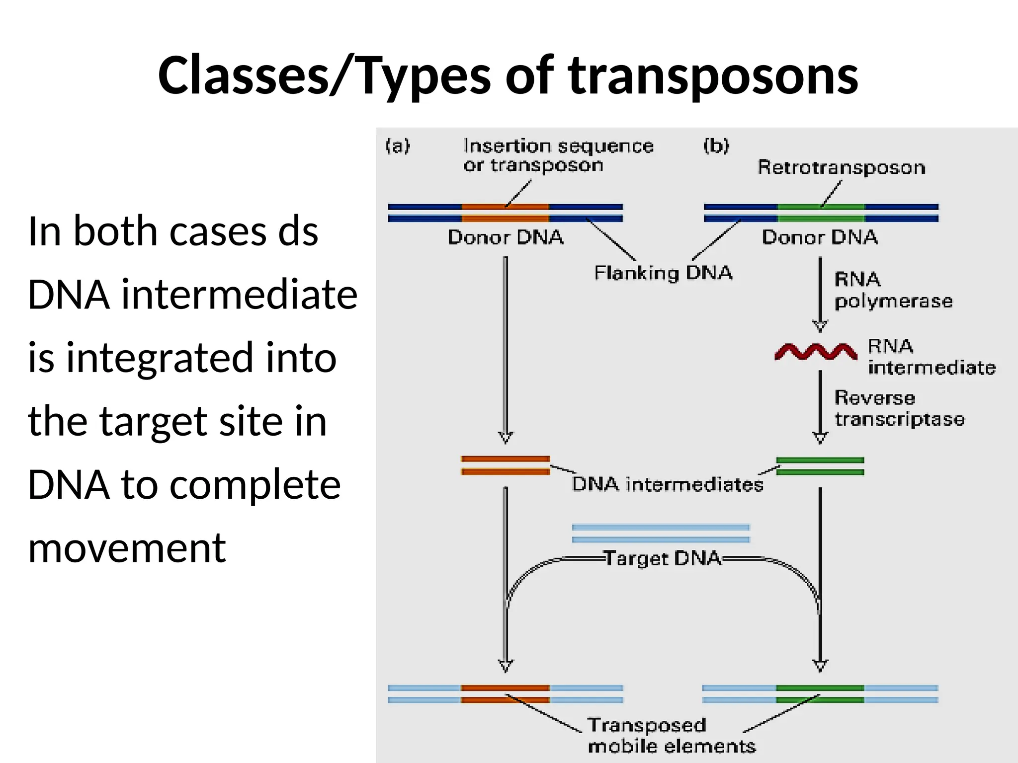 Classes/Types of transposons
In both cases ds
DNA intermediate
is integrated into
the target site in
DNA to complete
movement
 