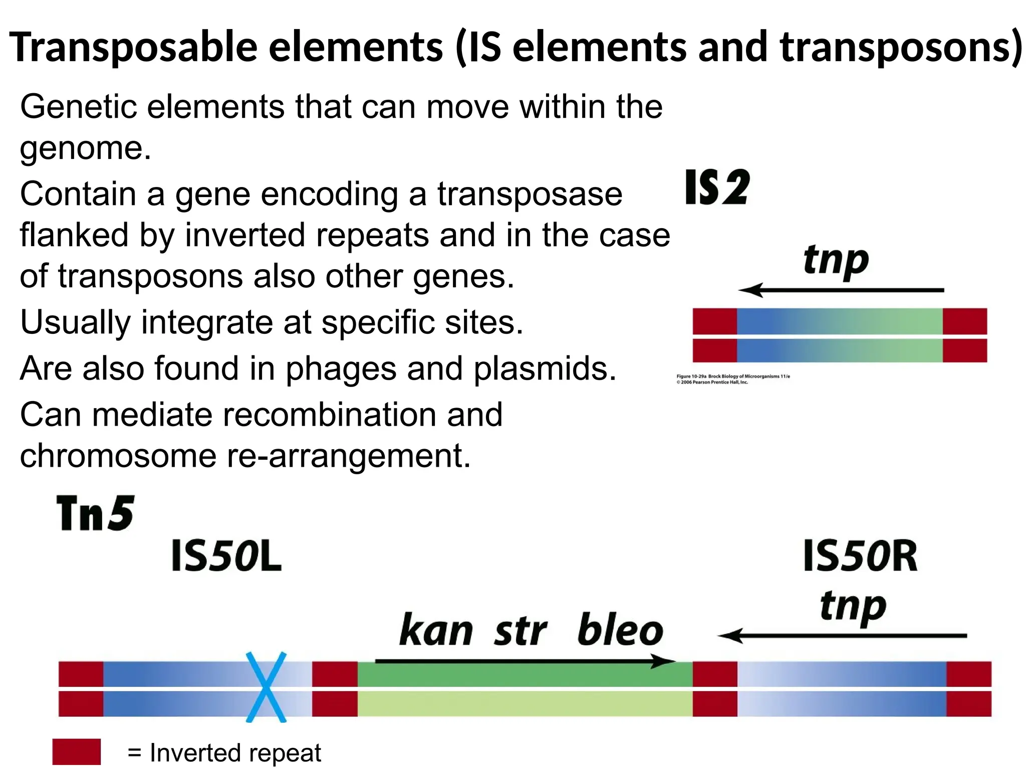 Transposable elements (IS elements and transposons)
Genetic elements that can move within the
genome.
Contain a gene encoding a transposase
flanked by inverted repeats and in the case
of transposons also other genes.
Usually integrate at specific sites.
Are also found in phages and plasmids.
Can mediate recombination and
chromosome re-arrangement.
= Inverted repeat
 