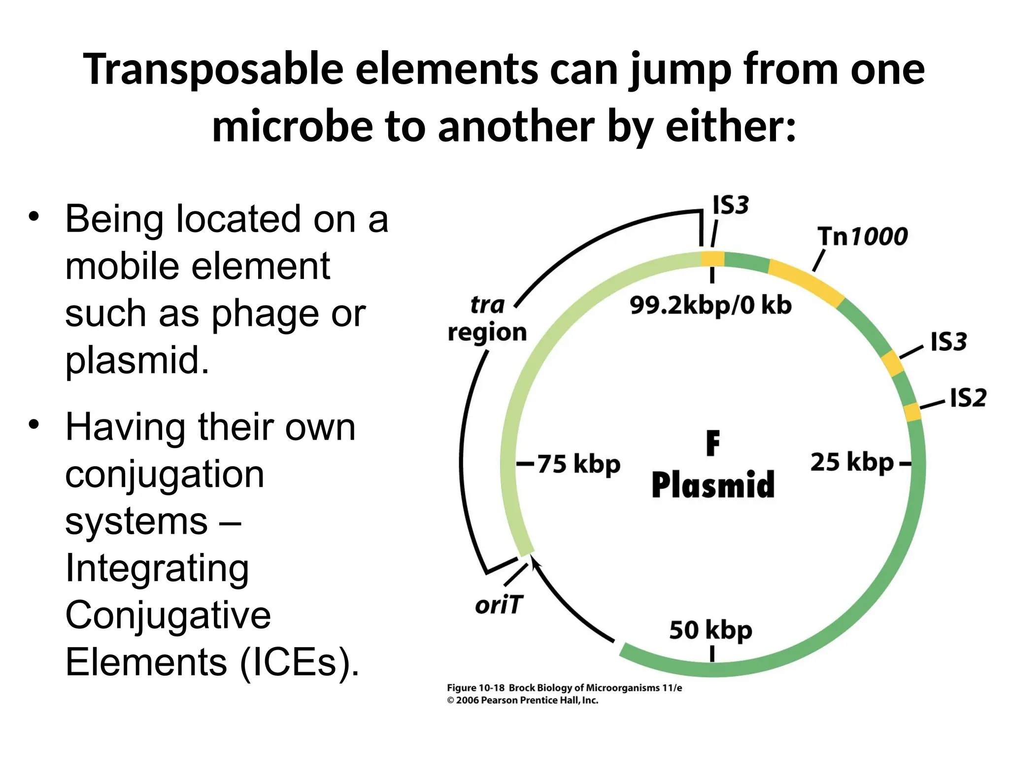 Transposable elements can jump from one
microbe to another by either:
• Being located on a
mobile element
such as phage or
plasmid.
• Having their own
conjugation
systems –
Integrating
Conjugative
Elements (ICEs).
 