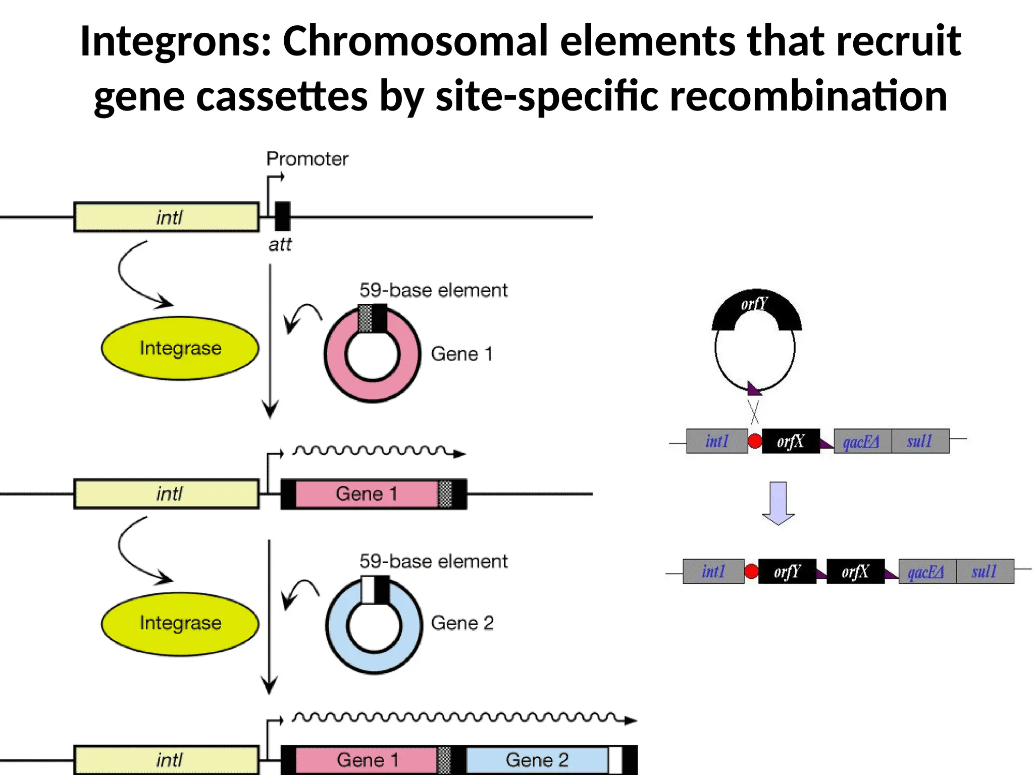 Integrons: Chromosomal elements that recruit
gene cassettes by site-specific recombination
 
