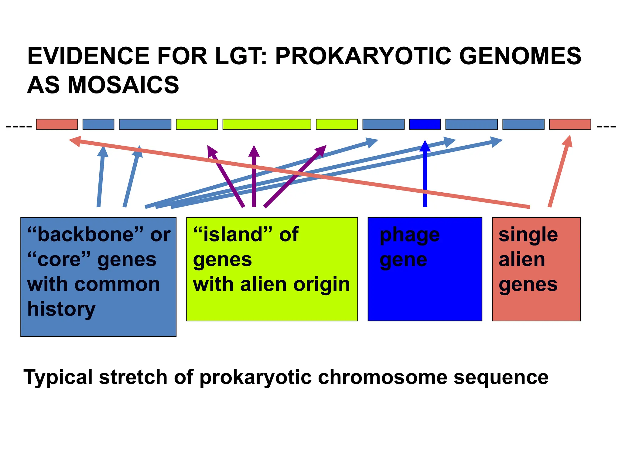 EVIDENCE FOR LGT: PROKARYOTIC GENOMES
AS MOSAICS
---
----
“backbone” or
“core” genes
with common
history
“island” of
genes
with alien origin
phage
gene
single
alien
genes
Typical stretch of prokaryotic chromosome sequence
 