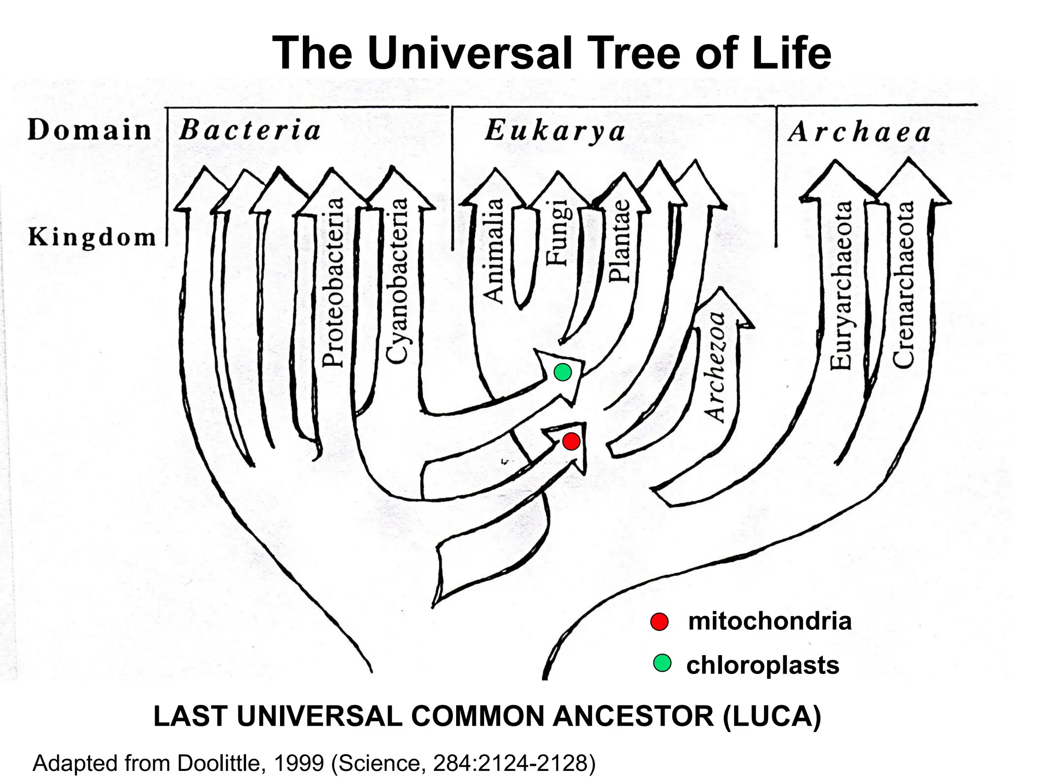 mitochondria
chloroplasts
The Universal Tree of Life
LAST UNIVERSAL COMMON ANCESTOR (LUCA)
Adapted from Doolittle, 1999 (Science, 284:2124-2128)
 