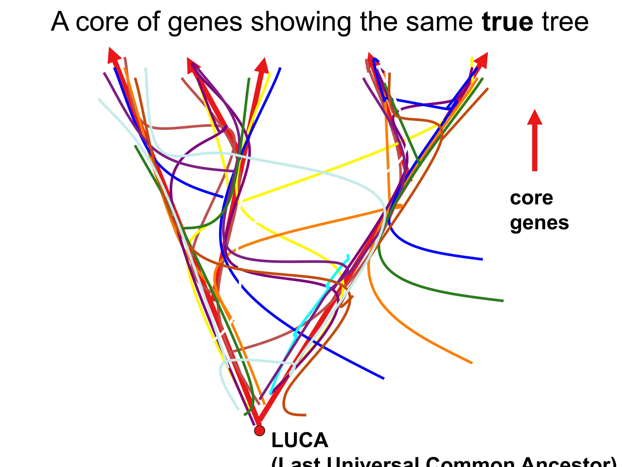 core
genes
LUCA
A core of genes showing the same true tree
 