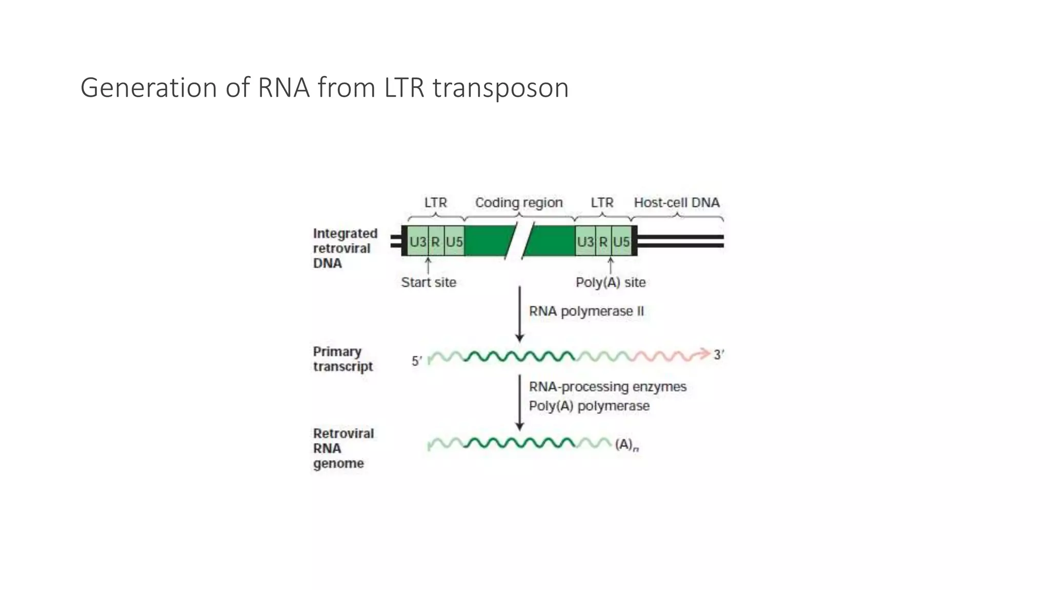 Transposons and mechanisms of transposition | PPT