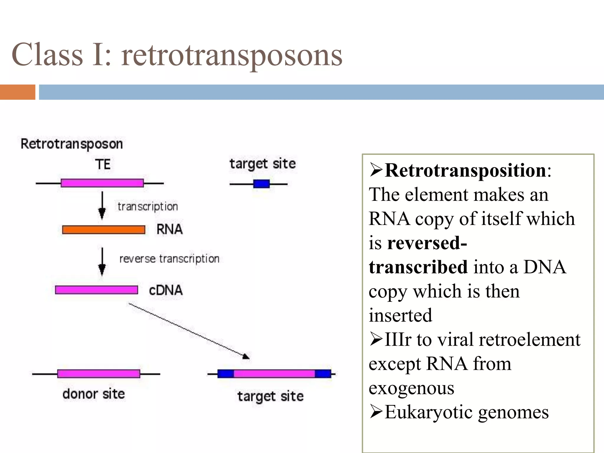 Class I: retrotransposons 
Retrotransposition: 
The element makes an 
RNA copy of itself which 
is reversed-transcribed 
into a DNA 
copy which is then 
inserted 
IIIr to viral retroelement 
except RNA from 
exogenous 
Eukaryotic genomes 
 