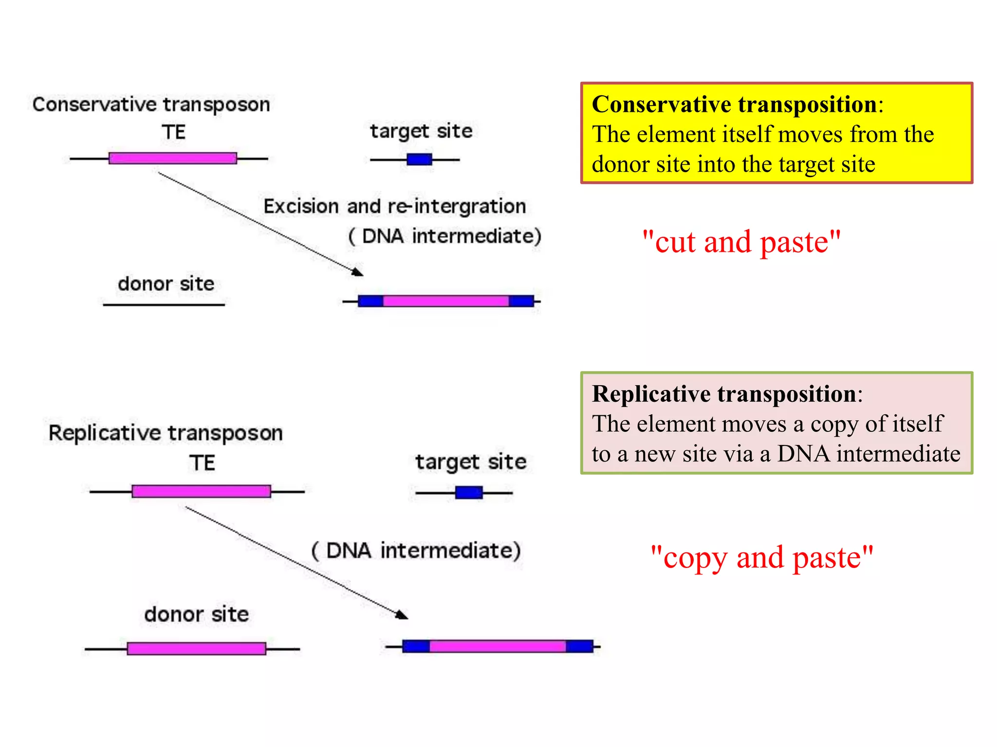 Conservative transposition: 
The element itself moves from the 
donor site into the target site 
"cut and paste" 
Replicative transposition: 
The element moves a copy of itself 
to a new site via a DNA intermediate 
"copy and paste" 
 