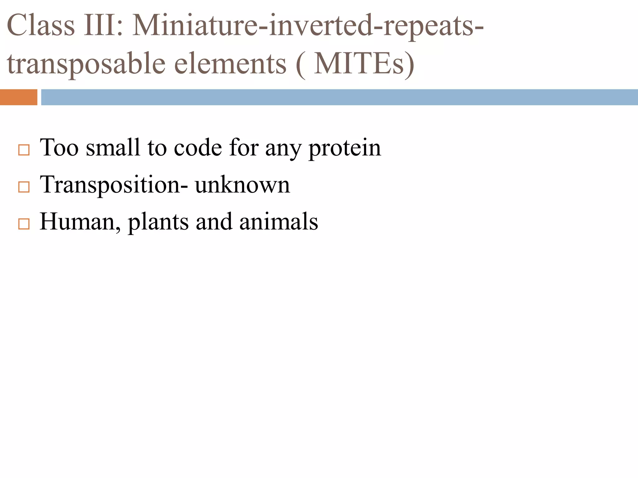 Class III: Miniature-inverted-repeats-transposable 
elements ( MITEs) 
 Too small to code for any protein 
 Transposition- unknown 
 Human, plants and animals 
 