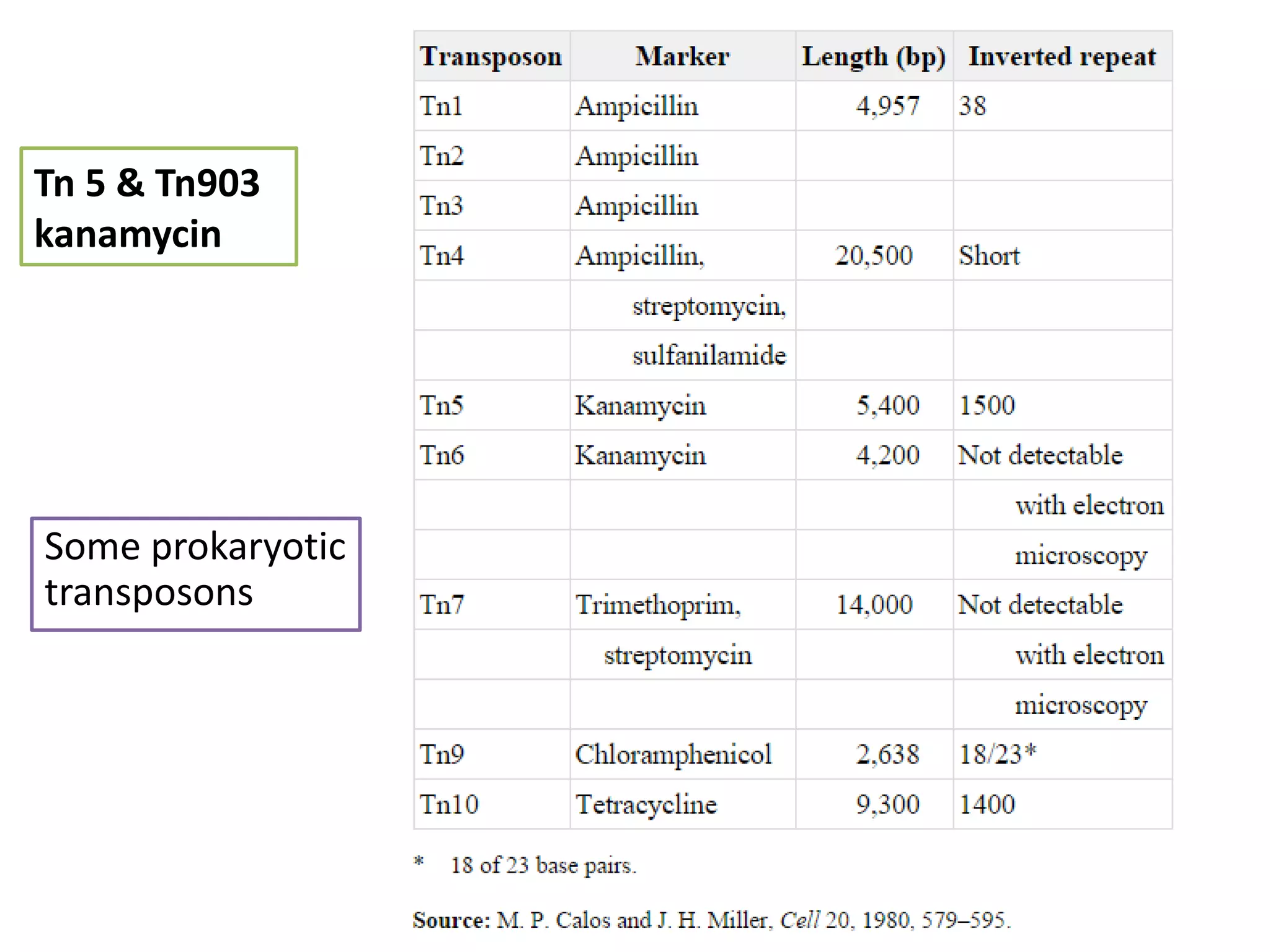Tn 5 & Tn903 
kanamycin 
Some prokaryotic 
transposons 
 