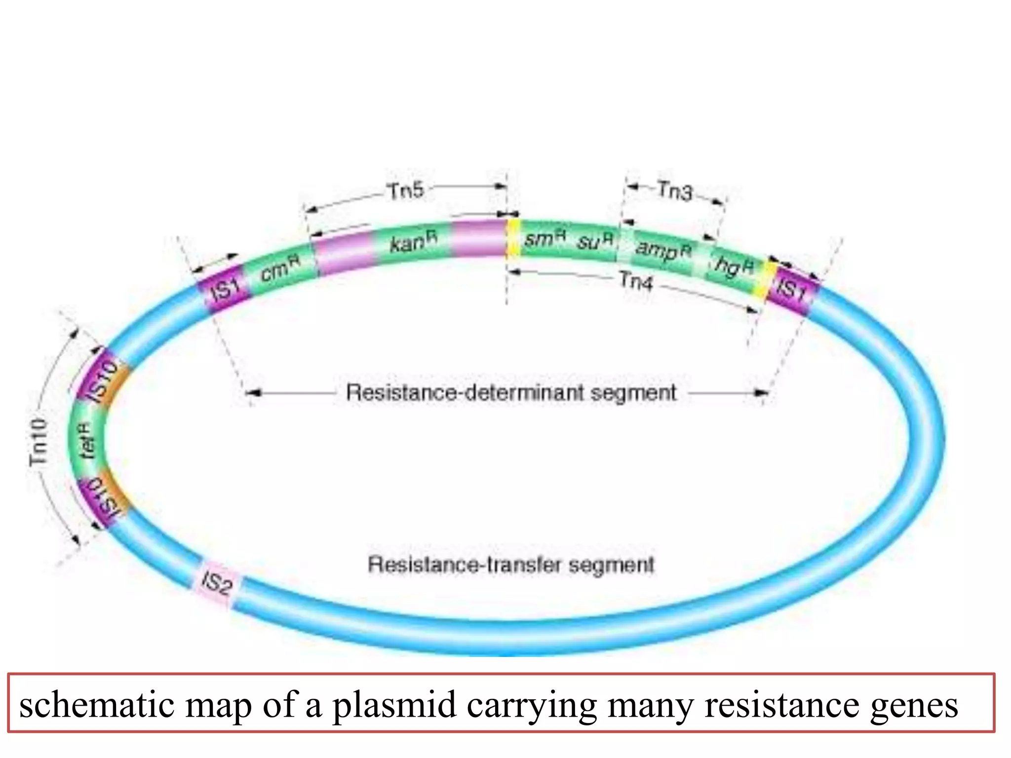 schematic map of a plasmid carrying many resistance genes 
 