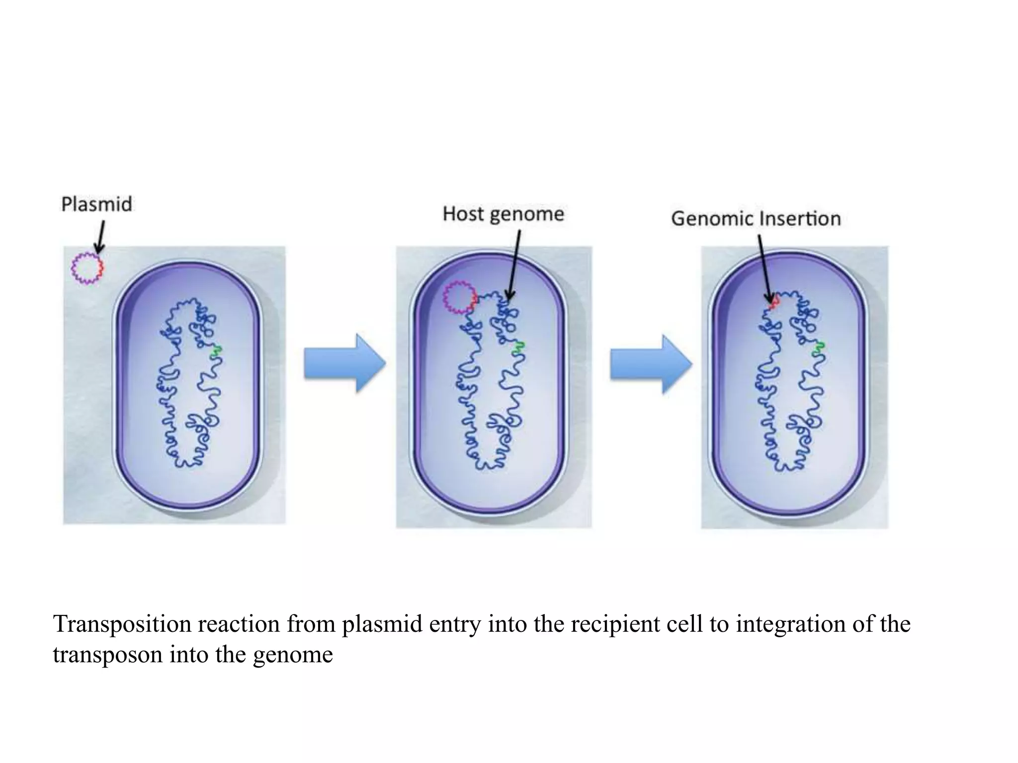 Transposition reaction from plasmid entry into the recipient cell to integration of the 
transposon into the genome 
 