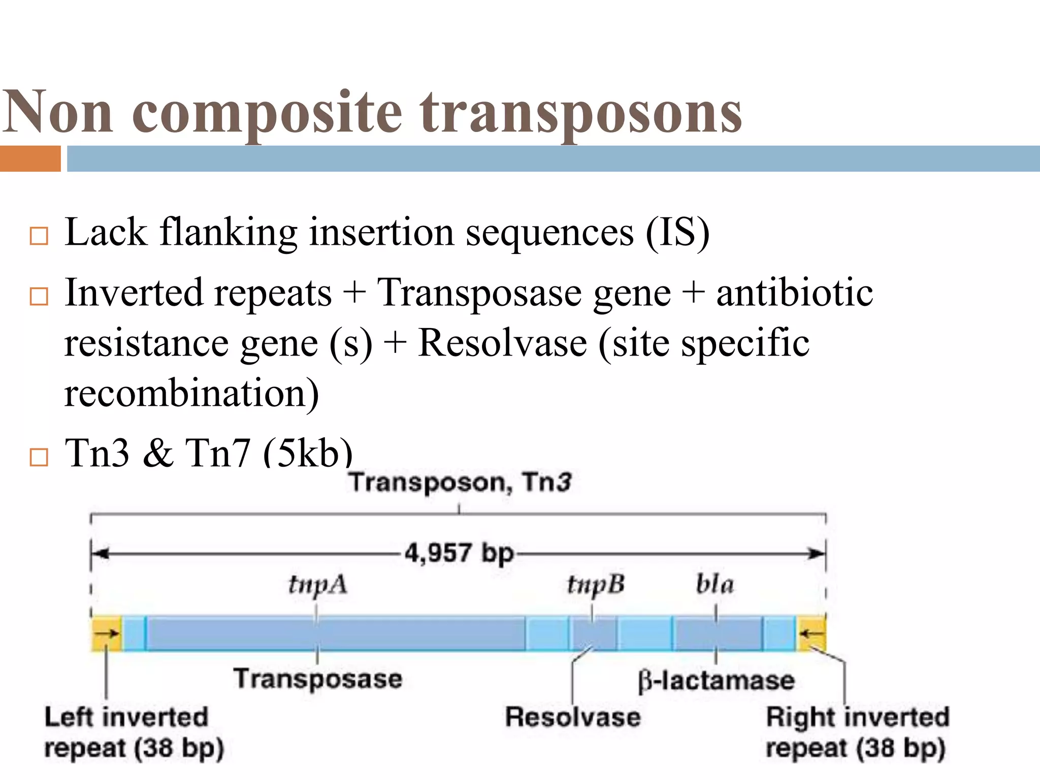 Non composite transposons 
 Lack flanking insertion sequences (IS) 
 Inverted repeats + Transposase gene + antibiotic 
resistance gene (s) + Resolvase (site specific 
recombination) 
 Tn3 & Tn7 (5kb) 
 