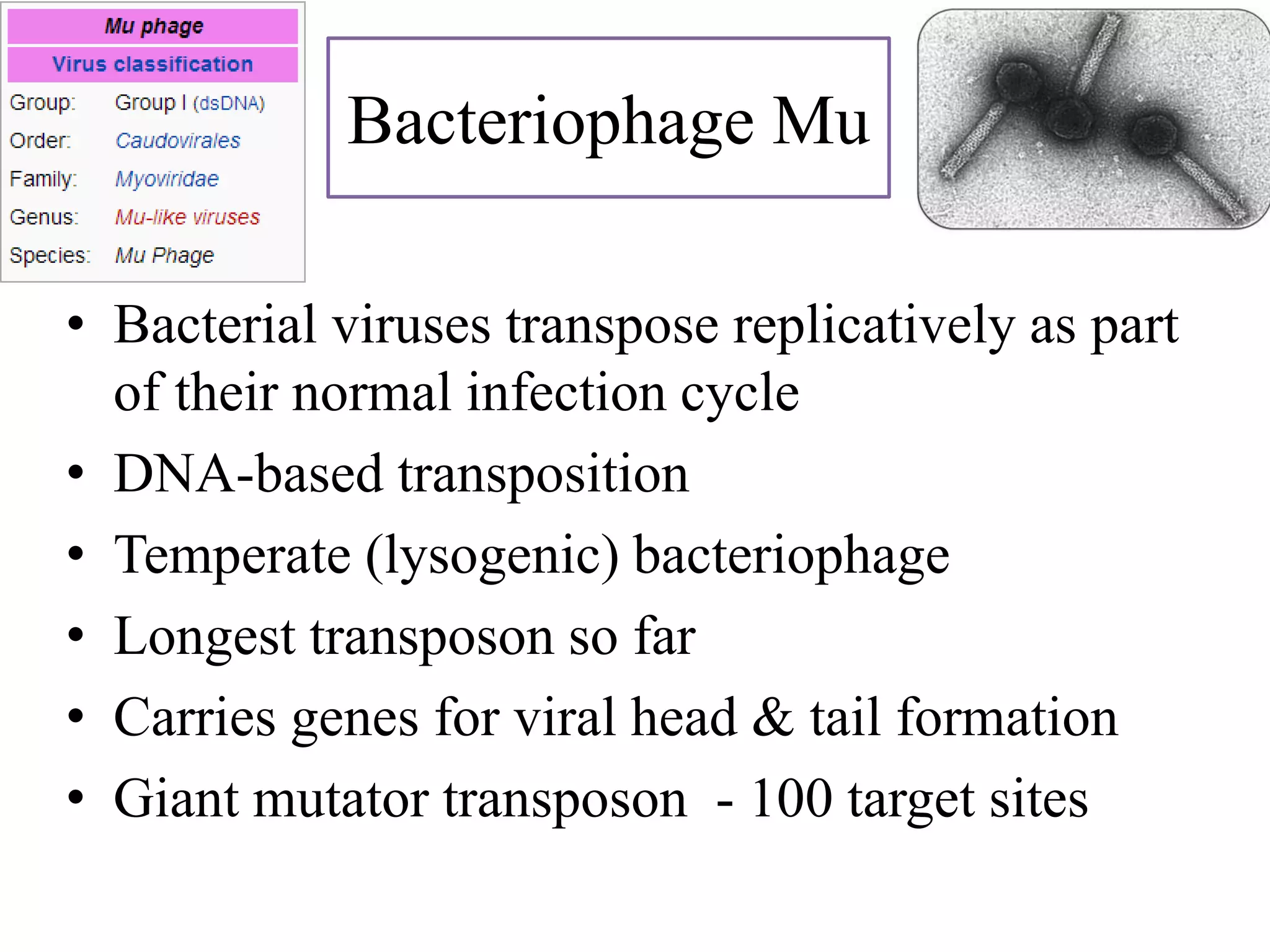 Bacteriophage Mu 
• Bacterial viruses transpose replicatively as part 
of their normal infection cycle 
• DNA-based transposition 
• Temperate (lysogenic) bacteriophage 
• Longest transposon so far 
• Carries genes for viral head & tail formation 
• Giant mutator transposon - 100 target sites 
 