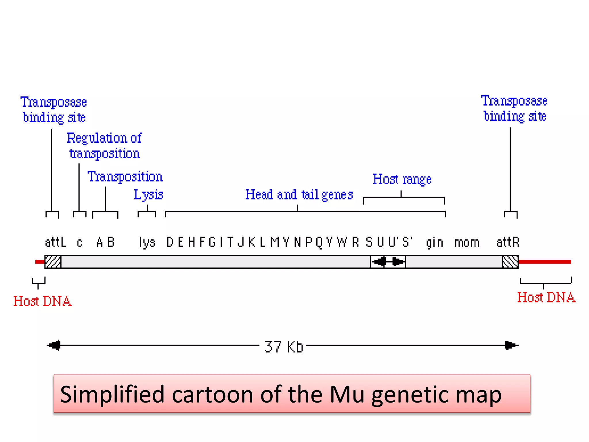 Simplified cartoon of the Mu genetic map 
 