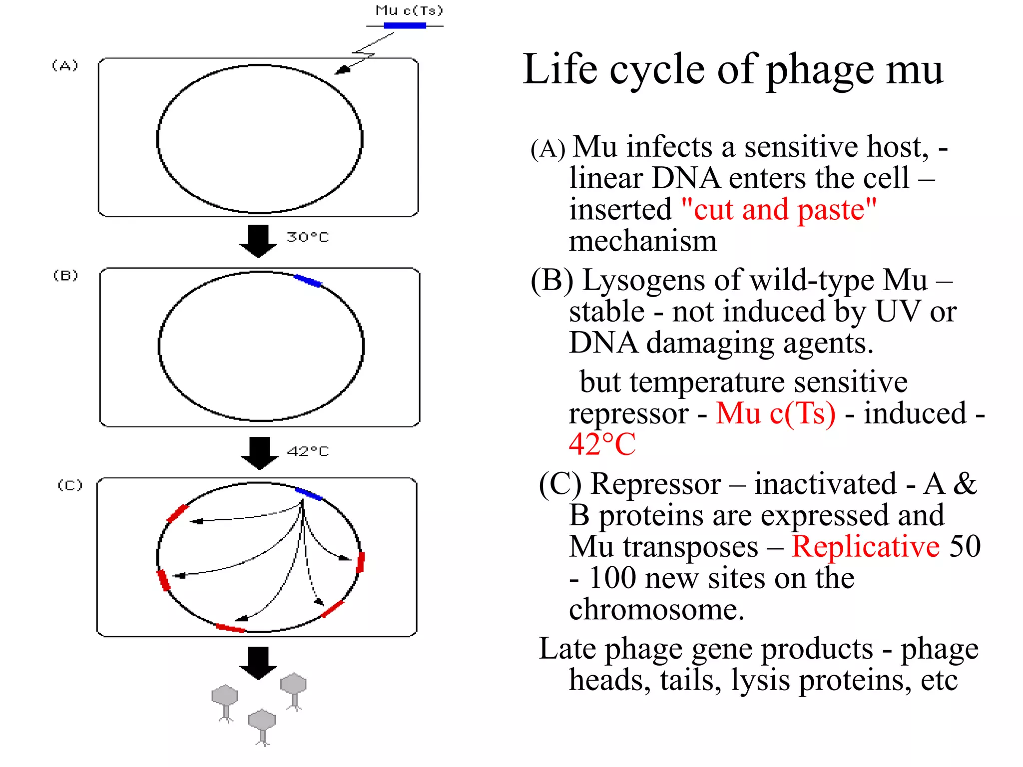 Life cycle of phage mu 
(A) Mu infects a sensitive host, - 
linear DNA enters the cell – 
inserted "cut and paste" 
mechanism 
(B) Lysogens of wild-type Mu – 
stable - not induced by UV or 
DNA damaging agents. 
but temperature sensitive 
repressor - Mu c(Ts) - induced - 
42°C 
(C) Repressor – inactivated - A & 
B proteins are expressed and 
Mu transposes – Replicative 50 
- 100 new sites on the 
chromosome. 
Late phage gene products - phage 
heads, tails, lysis proteins, etc 
 