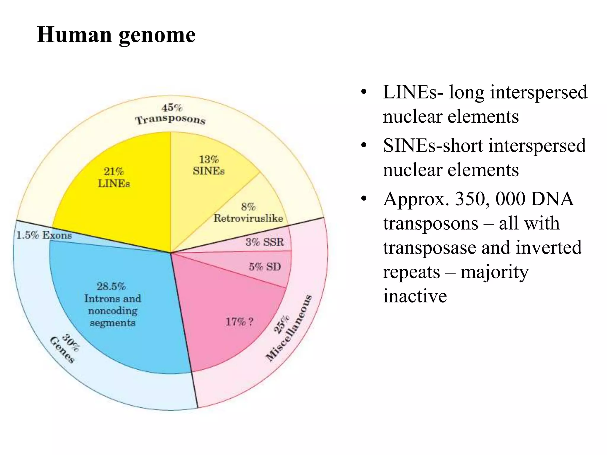 Human genome 
• LINEs- long interspersed 
nuclear elements 
• SINEs-short interspersed 
nuclear elements 
• Approx. 350, 000 DNA 
transposons – all with 
transposase and inverted 
repeats – majority 
inactive 
 