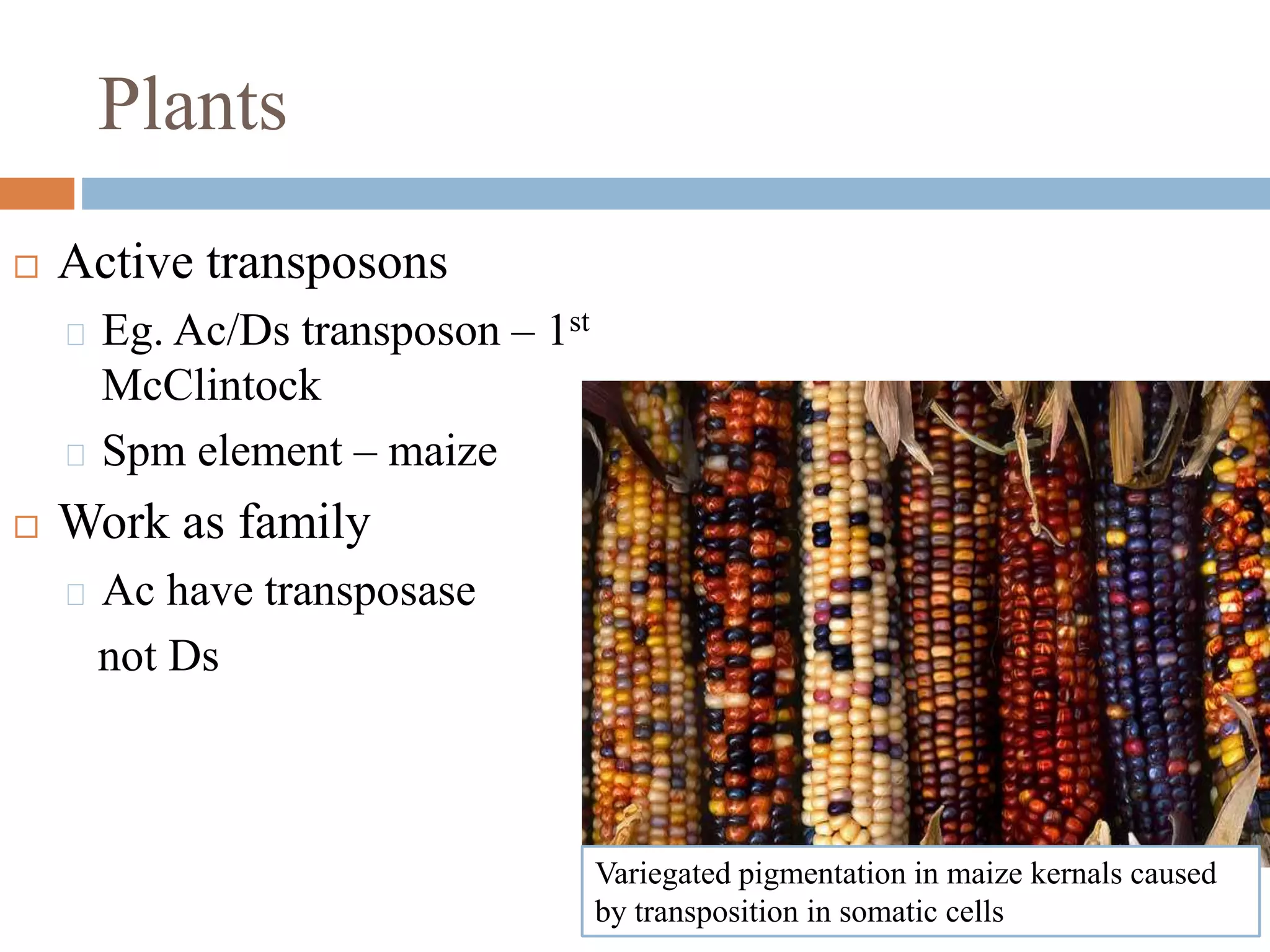Plants 
 Active transposons 
Eg. Ac/Ds transposon – 1st 
McClintock 
Spm element – maize 
 Work as family 
Ac have transposase 
not Ds 
Variegated pigmentation in maize kernals caused 
by transposition in somatic cells 
 