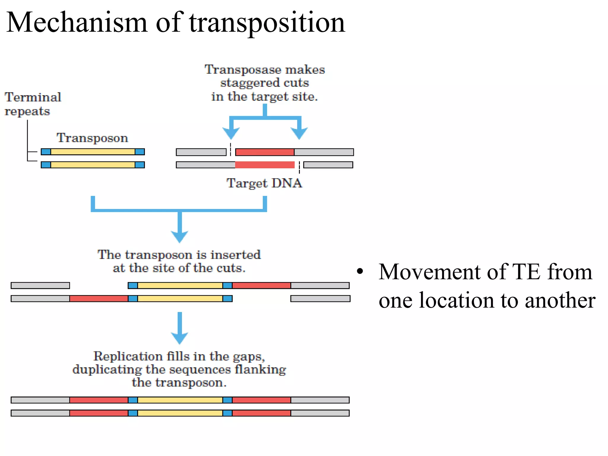 • Movement of TE from 
one location to another 
Mechanism of transposition 
 