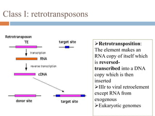 Class I: retrotransposons 
Retrotransposition: 
The element makes an 
RNA copy of itself which 
is reversed-transcribed 
into a DNA 
copy which is then 
inserted 
IIIr to viral retroelement 
except RNA from 
exogenous 
Eukaryotic genomes 
 