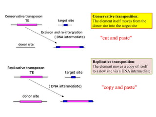 Conservative transposition: 
The element itself moves from the 
donor site into the target site 
"cut and paste" 
Replicative transposition: 
The element moves a copy of itself 
to a new site via a DNA intermediate 
"copy and paste" 
 