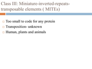 Class III: Miniature-inverted-repeats-transposable 
elements ( MITEs) 
 Too small to code for any protein 
 Transposition- unknown 
 Human, plants and animals 
 