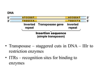 • Transposase – staggered cuts in DNA – IIIr to 
restriction enzymes 
• ITRs – recognition sites for binding to 
enzymes 
 