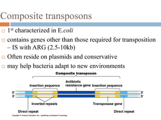 Composite transposons 
 1st characterized in E.coli 
 contains genes other than those required for transposition 
– IS with ARG (2.5-10kb) 
 Often reside on plasmids and conservative 
 may help bacteria adapt to new environments 
 