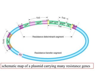 schematic map of a plasmid carrying many resistance genes 
 