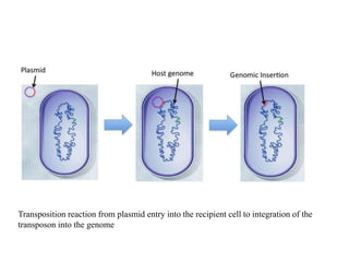 Transposition reaction from plasmid entry into the recipient cell to integration of the 
transposon into the genome 
 