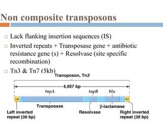 Non composite transposons 
 Lack flanking insertion sequences (IS) 
 Inverted repeats + Transposase gene + antibiotic 
resistance gene (s) + Resolvase (site specific 
recombination) 
 Tn3 & Tn7 (5kb) 
 