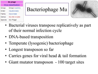 Bacteriophage Mu 
• Bacterial viruses transpose replicatively as part 
of their normal infection cycle 
• DNA-based transposition 
• Temperate (lysogenic) bacteriophage 
• Longest transposon so far 
• Carries genes for viral head & tail formation 
• Giant mutator transposon - 100 target sites 
 