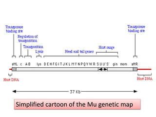 Simplified cartoon of the Mu genetic map 
 