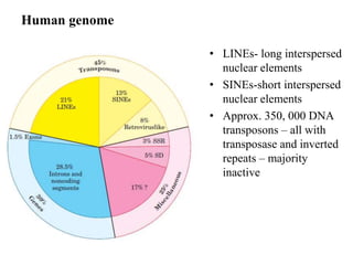 Human genome 
• LINEs- long interspersed 
nuclear elements 
• SINEs-short interspersed 
nuclear elements 
• Approx. 350, 000 DNA 
transposons – all with 
transposase and inverted 
repeats – majority 
inactive 
 