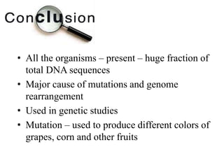 • All the organisms – present – huge fraction of 
total DNA sequences 
• Major cause of mutations and genome 
rearrangement 
• Used in genetic studies 
• Mutation – used to produce different colors of 
grapes, corn and other fruits 
 