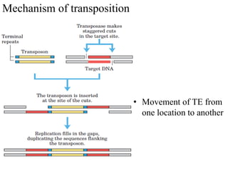 • Movement of TE from 
one location to another 
Mechanism of transposition 
 
