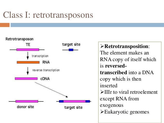Transposons ask