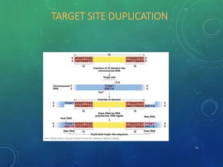 TARGET SITE DUPLICATION
11
 