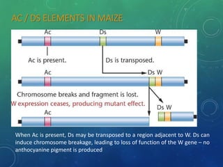AC / DS ELEMENTS IN MAIZE
When Ac is present, Ds may be transposed to a region adjacent to W. Ds can
induce chromosome breakage, leading to loss of function of the W gene – no
anthocyanine pigment is produced
 