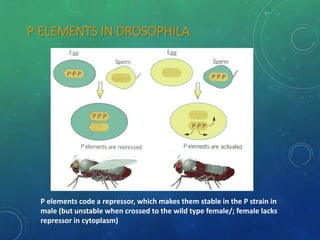 P ELEMENTS IN DROSOPHILA
P elements code a repressor, which makes them stable in the P strain in
male (but unstable when crossed to the wild type female/; female lacks
repressor in cytoplasm)
 