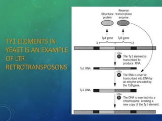 TY1 ELEMENTS IN
YEAST IS AN EXAMPLE
OF LTR
RETROTRANSPOSONS
 