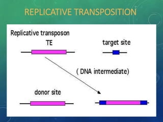 REPLICATIVE TRANSPOSITION
5
 