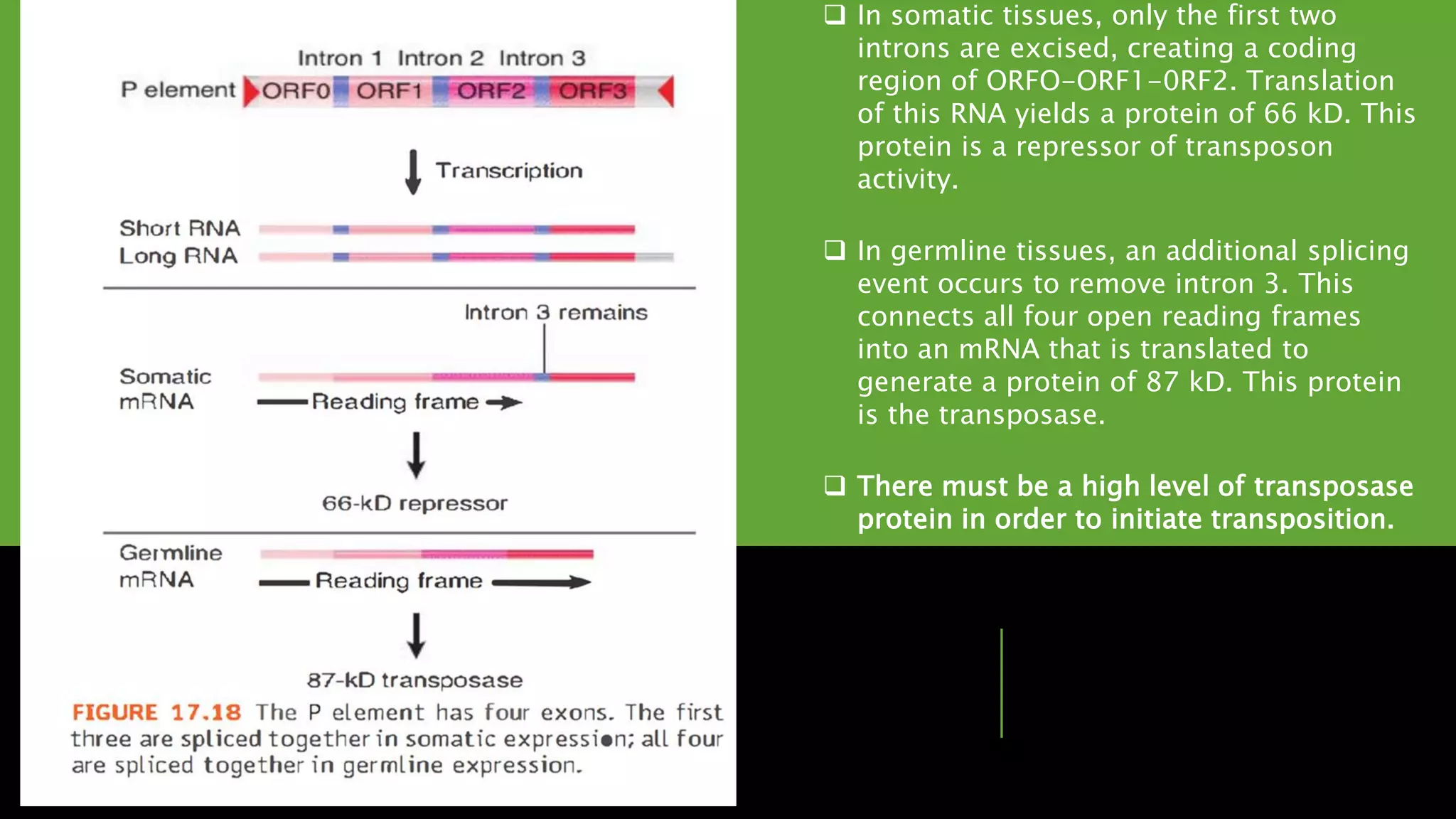  In somatic tissues, only the first two
introns are excised, creating a coding
region of ORFO-ORF1-0RF2. Translation
of this RNA yields a protein of 66 kD. This
protein is a repressor of transposon
activity.
 In germline tissues, an additional splicing
event occurs to remove intron 3. This
connects all four open reading frames
into an mRNA that is translated to
generate a protein of 87 kD. This protein
is the transposase.
 There must be a high level of transposase
protein in order to initiate transposition.
 