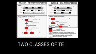 TWO CLASSES OF TE
 