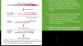  In somatic tissues, only the first two
introns are excised, creating a coding
region of ORFO-ORF1-0RF2. Translation
of this RNA yields a protein of 66 kD. This
protein is a repressor of transposon
activity.
 In germline tissues, an additional splicing
event occurs to remove intron 3. This
connects all four open reading frames
into an mRNA that is translated to
generate a protein of 87 kD. This protein
is the transposase.
 There must be a high level of transposase
protein in order to initiate transposition.
 