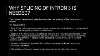 WHY SPLICING OF INTRON 3 IS
NEEDED?
Two types of experiments have demonstrated that splicing of the third intron is
needed
for transposition -
 First, if the splicing junctions are mutated in vitro and the P element is reintroduced
into flies, its transposition activity is abolished.
 Second, if the third intron is deleted, so that ORF3 is constitutively included in the
mRNA in all tissues, transposition occurs in somatic tissues as well as the germline.
Thus, whenever ORF3 is spliced to the preceding reading frame, the P element
becomes active.
 Somatic cells contain a protein that binds to sequences in Exon 3 to prevent
splicing of last Intron.
 The splicing of intron 3 occurs in germline cells as they lack the protein.
 