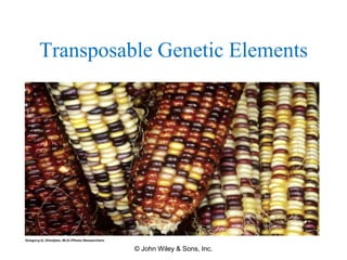 Transposable Genetic Elements
© John Wiley & Sons, Inc.
 