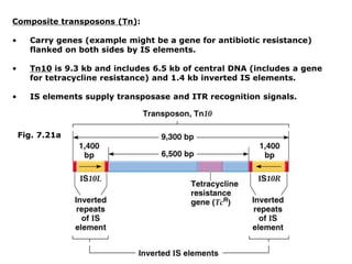 Composite transposons (Tn):
• Carry genes (example might be a gene for antibiotic resistance)
flanked on both sides by IS elements.
• Tn10 is 9.3 kb and includes 6.5 kb of central DNA (includes a gene
for tetracycline resistance) and 1.4 kb inverted IS elements.
• IS elements supply transposase and ITR recognition signals.
Fig. 7.21a
 