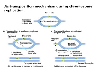 Ac transposition mechanism during chromosome
replication.
 