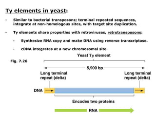 Ty elements in yeast:
• Similar to bacterial transposons; terminal repeated sequences,
integrate at non-homologous sites, with target site duplication.
• Ty elements share properties with retroviruses, retrotransposons:
• Synthesize RNA copy and make DNA using reverse transcriptase.
• cDNA integrates at a new chromosomal site.
Fig. 7.26
 