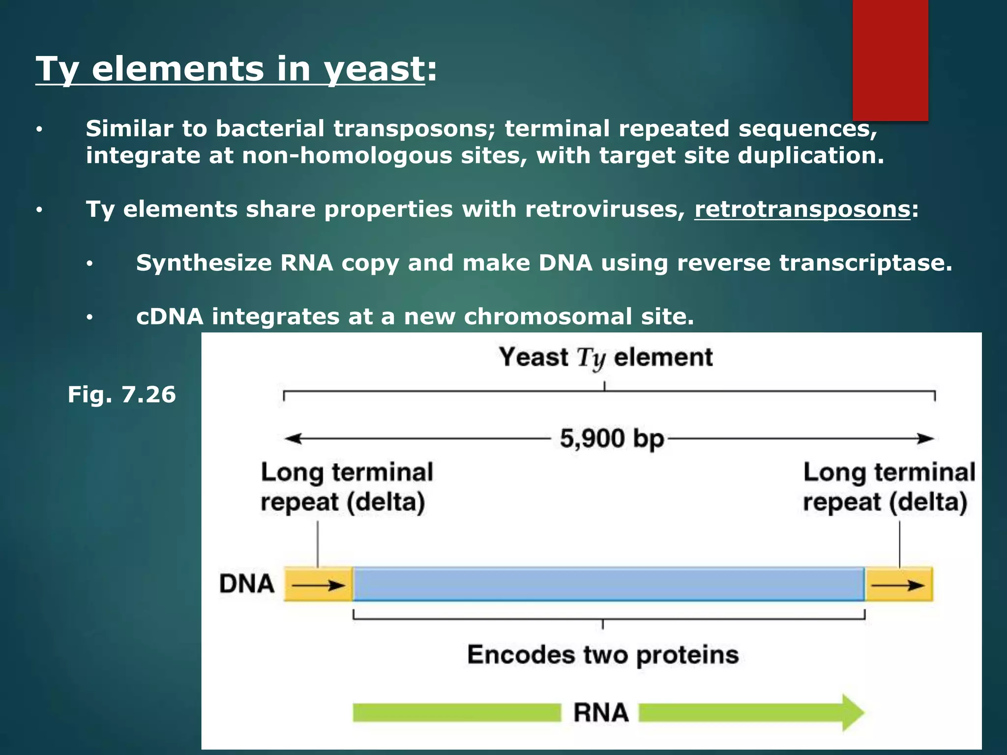Ty elements in yeast:
• Similar to bacterial transposons; terminal repeated sequences,
integrate at non-homologous sites, with target site duplication.
• Ty elements share properties with retroviruses, retrotransposons:
• Synthesize RNA copy and make DNA using reverse transcriptase.
• cDNA integrates at a new chromosomal site.
Fig. 7.26
 